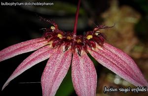 Bulbophyllum brevibrachiatum