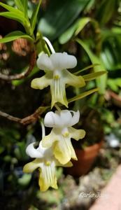 Dendrobium uniflorum