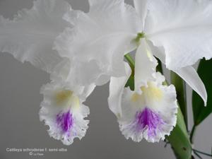 Cattleya schroederae