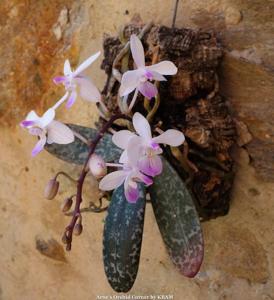 Phalaenopsis lindenii