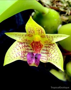 Bulbophyllum coweniorum