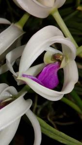 Leptotes bicolor