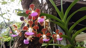 Vanda insignis