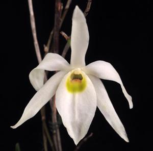 Dendrobium wilsonii