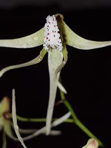 Dendrobium teretifolium