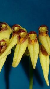 Bulbophyllum polyflorum