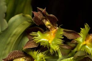 Catasetum fimbriatum