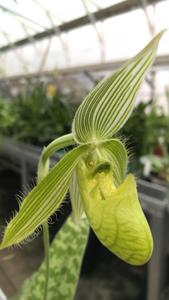 Paphiopedilum wardii