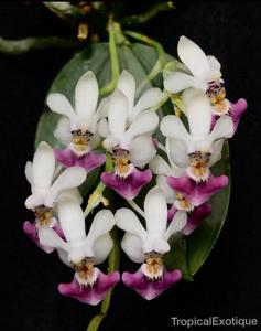 Phalaenopsis parishii