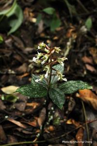 Odontochilus brevistylis
