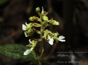 Odontochilus brevistylis