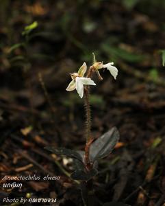 Odontochilus elwesii