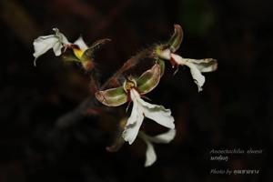 Odontochilus elwesii