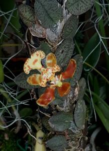 Psychopsiella limminghei