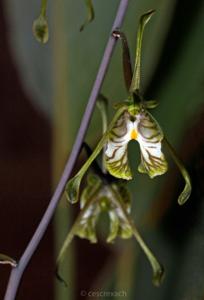 Oeceoclades spathulifera