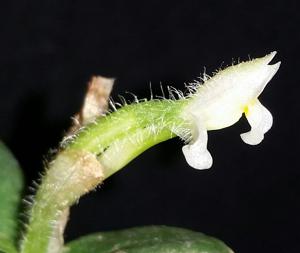 Aspidogyne hylibates