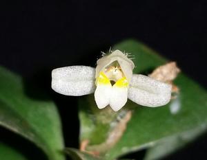 Aspidogyne hylibates