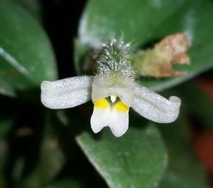 Aspidogyne hylibates