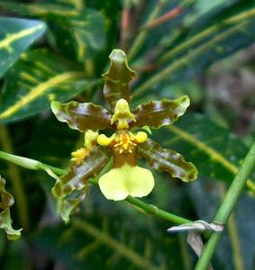 Oncidium altissimum