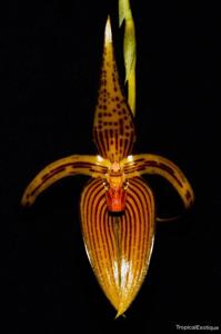 Bulbophyllum membranifolium subsp. inunctum