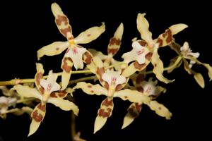 Oncidium aurarium