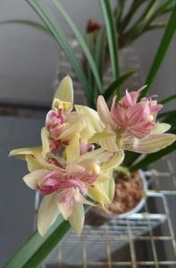 Cymbidium ensifolium