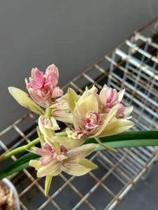 Cymbidium ensifolium