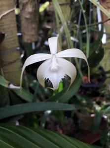 Brassavola cucullata