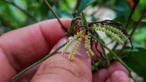 Campylocentrum grisebachii