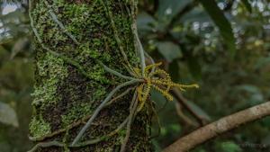 Campylocentrum grisebachii