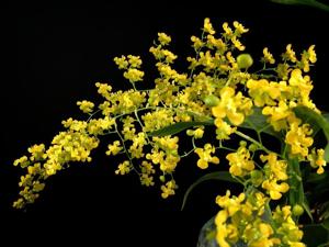 Oncidium cheirophorum