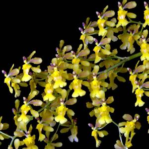 Oncidium chrysomorphum