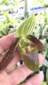 Paphiopedilum wardii