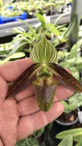 Paphiopedilum wardii