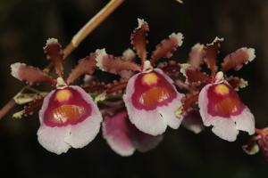 Oncidium fuscatum