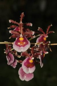 Oncidium fuscatum