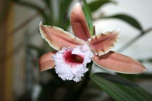 Sobralia atropubescens