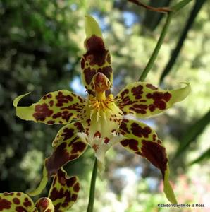 Oncidium hallii