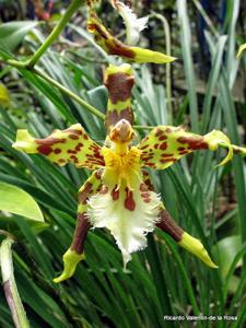 Oncidium hallii