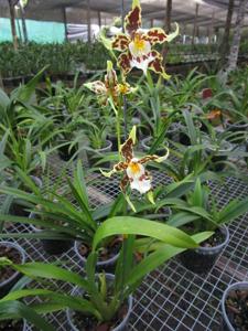 Oncidium hallii