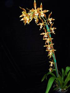 Oncidium luteopurpureum