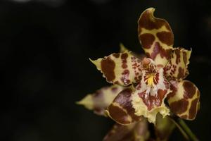 Oncidium luteopurpureum