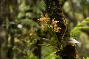 Oncidium luteopurpureum