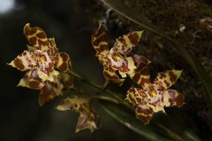 Oncidium luteopurpureum