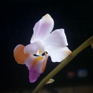 Phalaenopsis pulcherrima var. marmorata
