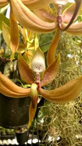 Cycnoches loddigesii