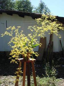 Oncidium obryzatum