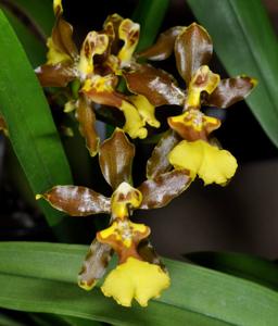 Oncidium oliganthum