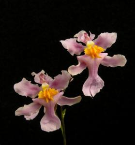 Oncidium sotoanum