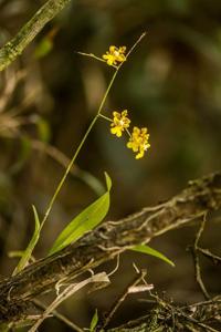 Oncidium ornithorhynchum